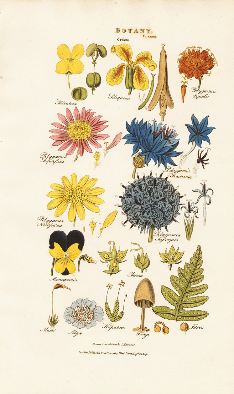 Botanische Klassifikation und Vertreter verschiedener Pflanzengruppen von Sydenham Teast Edwards
