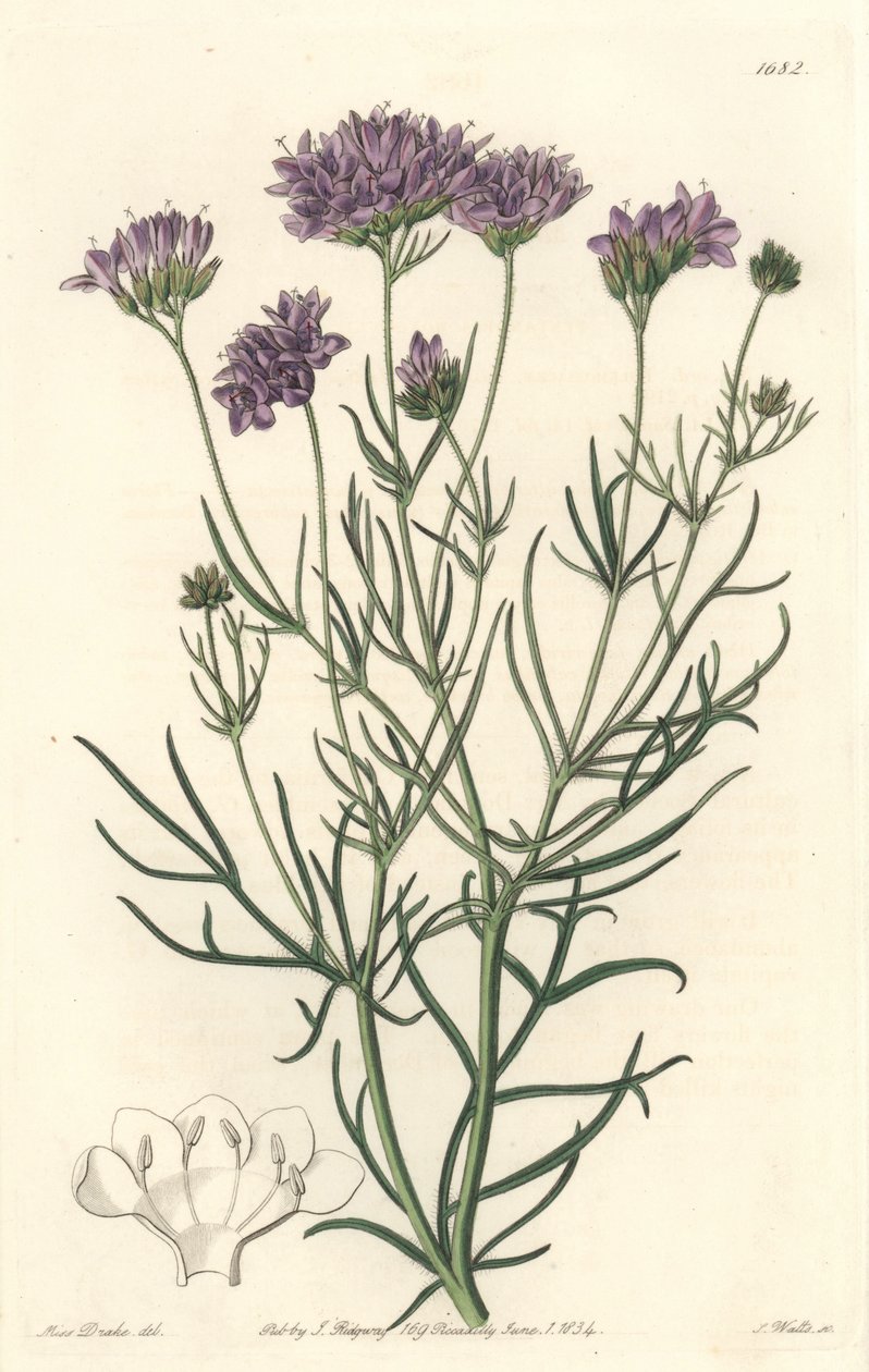 Kalifornische Gilia von Sydenham Teast Edwards: Kunstdruck