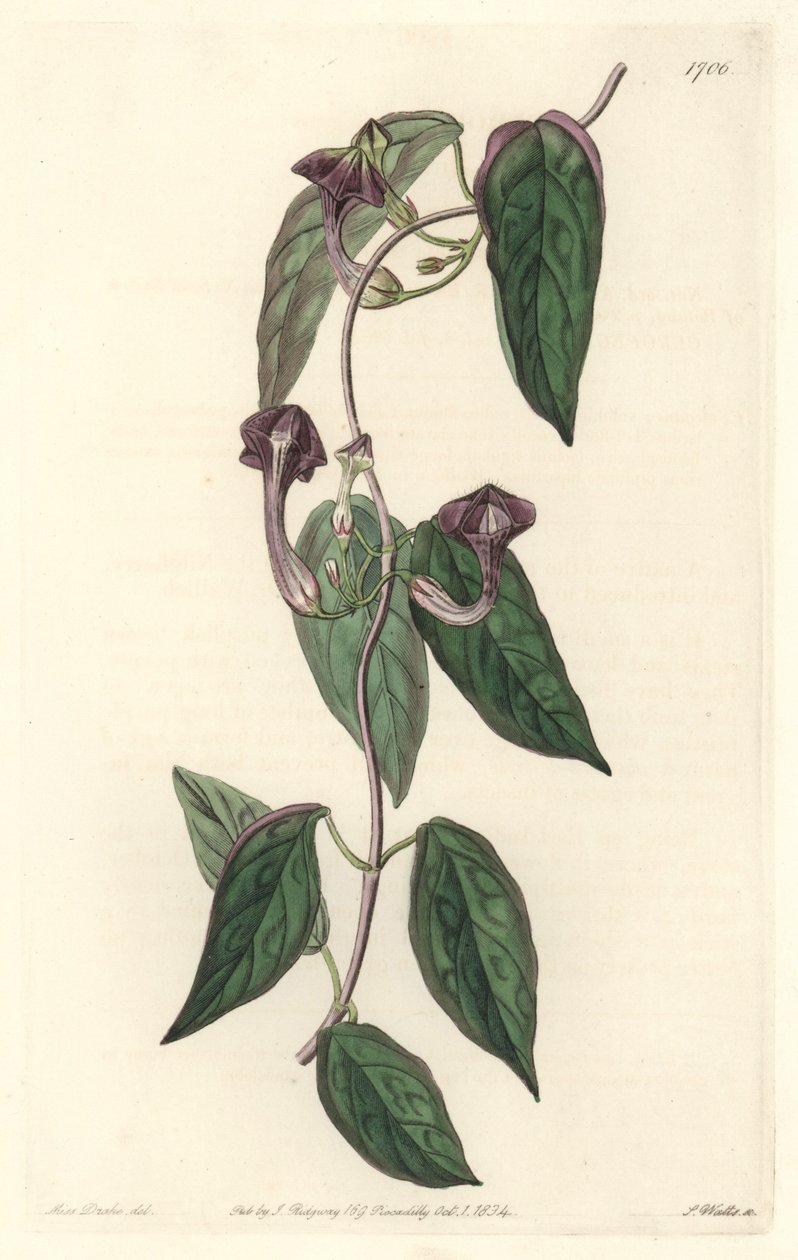 Ceropegia elegant, heimisch in Indien - Starkes Wasser von S. Watts nach einer Illustration von Sarah Anne Drake (1803-1857), aus dem Botanical Register von Sydenham Teast Edwards