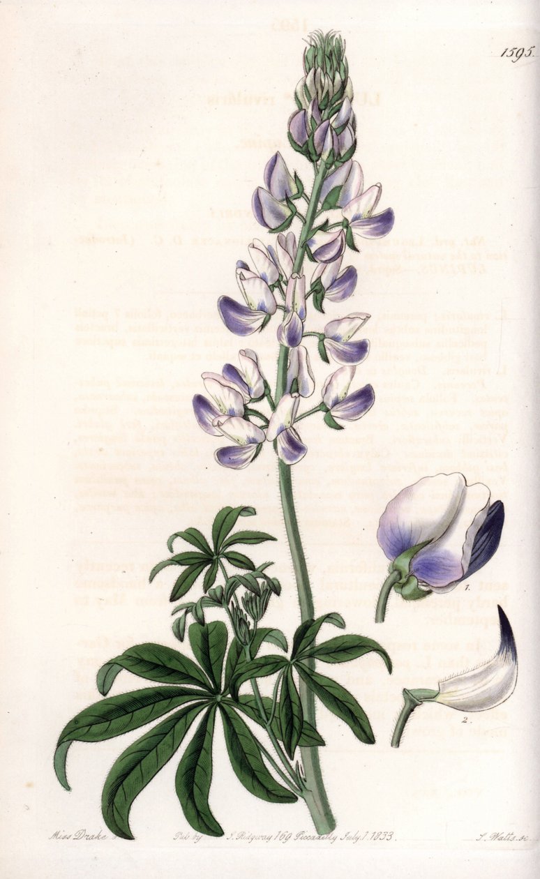 Gewöhnlicher Flussufer-Lupine von Sydenham Teast Edwards