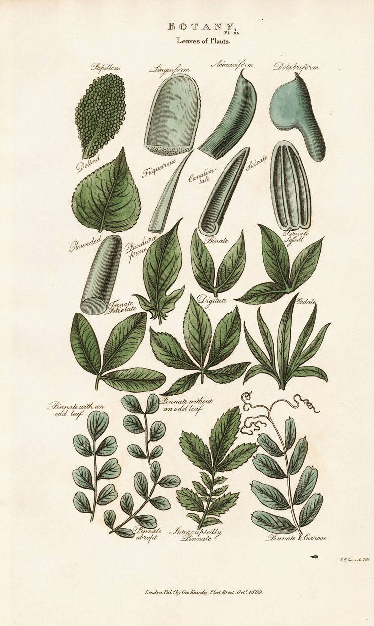 Zusammengesetzte Blattformen in der botanischen Morphologie von Sydenham Teast Edwards