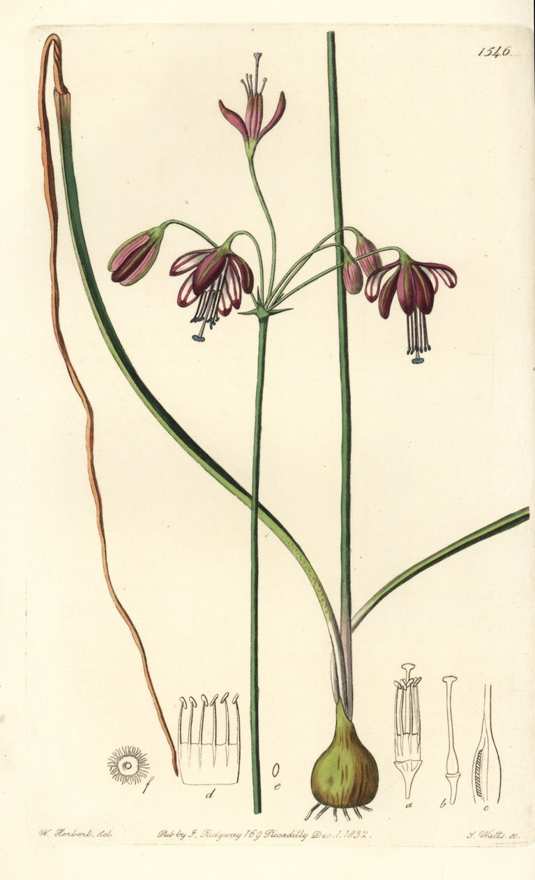 Koralle aus Mexiko - Bessera elegans von Sydenham Teast Edwards