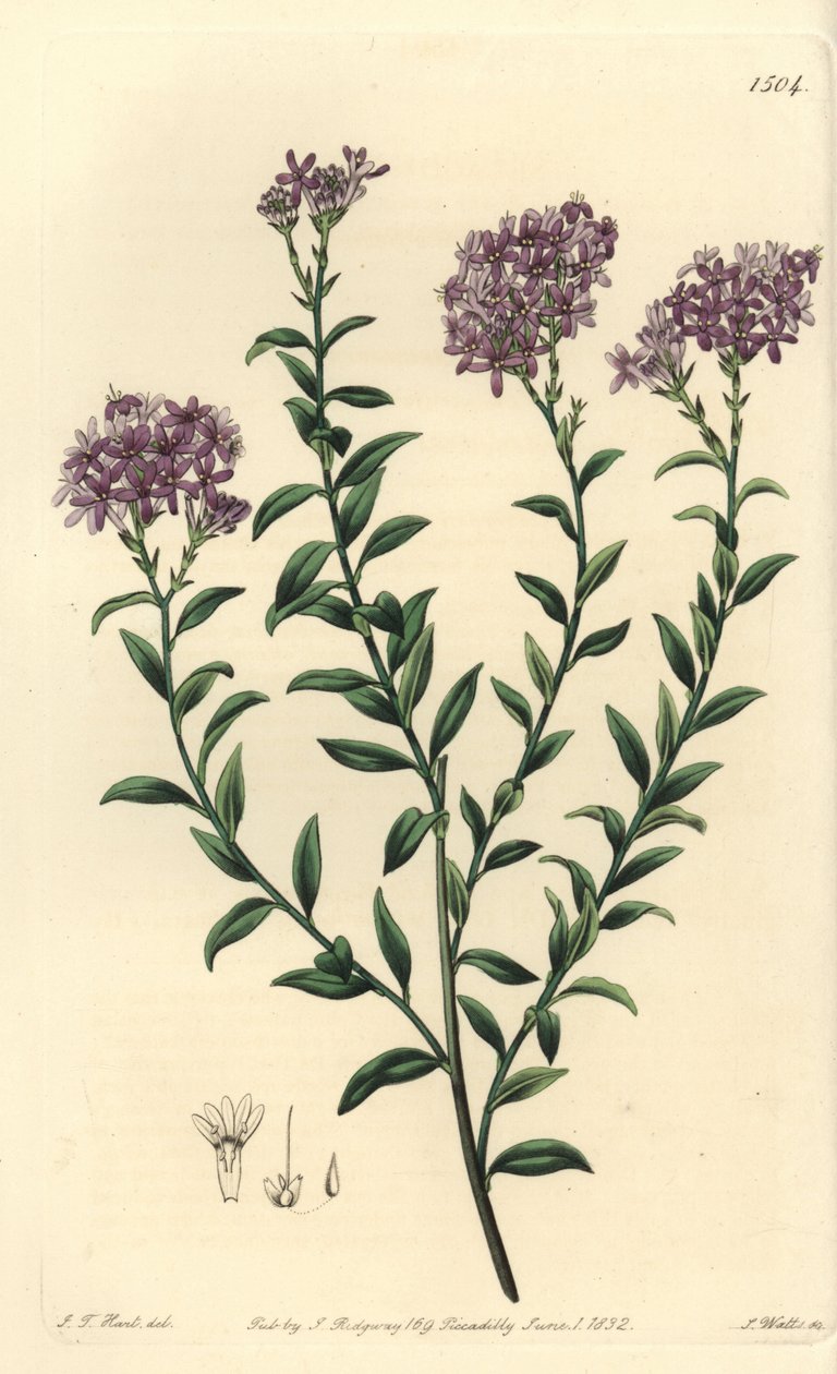 Dr. Gills Selago (Stich von S. Watts, Illustration von J.T. Hart) von Sydenham Teast Edwards