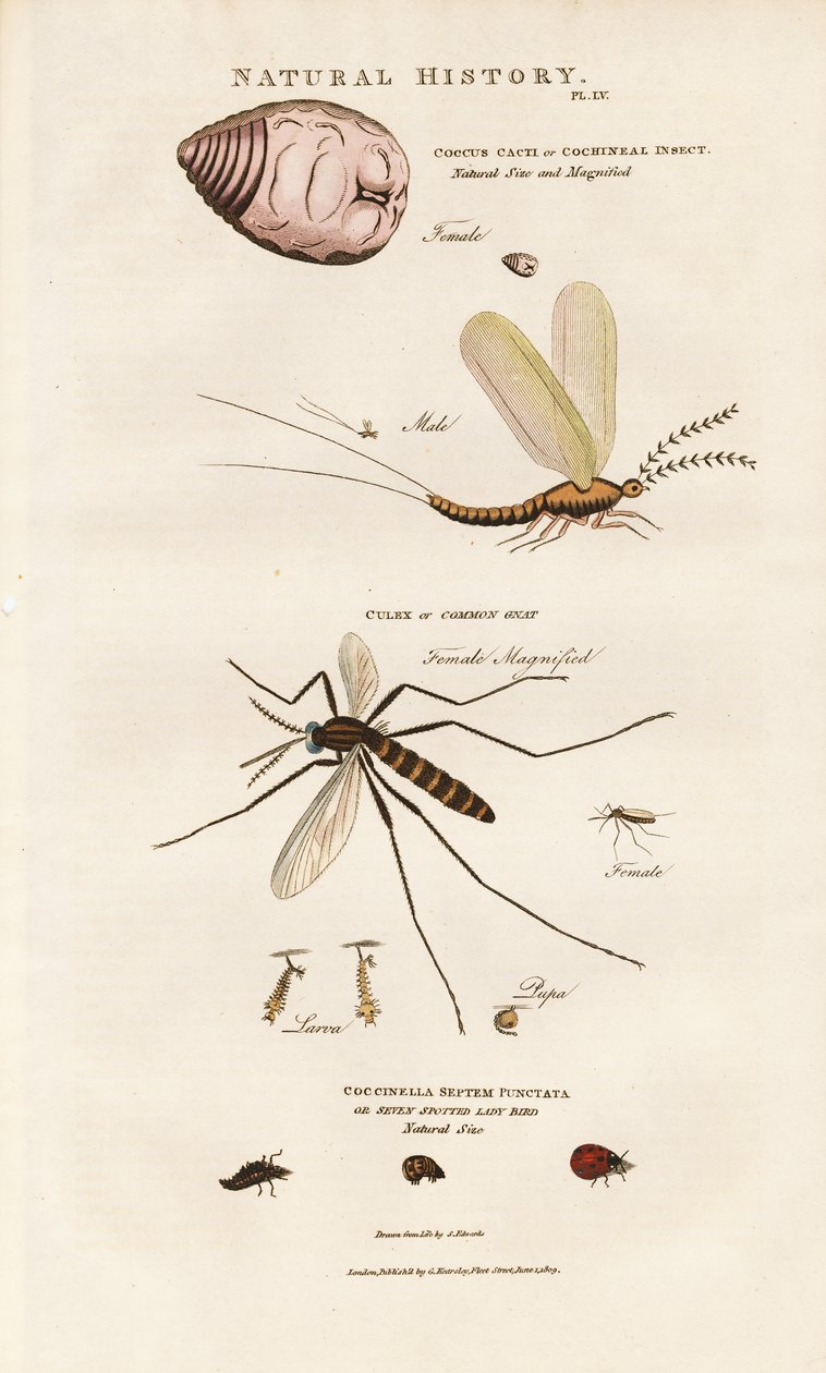 Wirtschaftlich wichtige Insekten: Cochenille, Mücke und Marienkäfer von Sydenham Teast Edwards