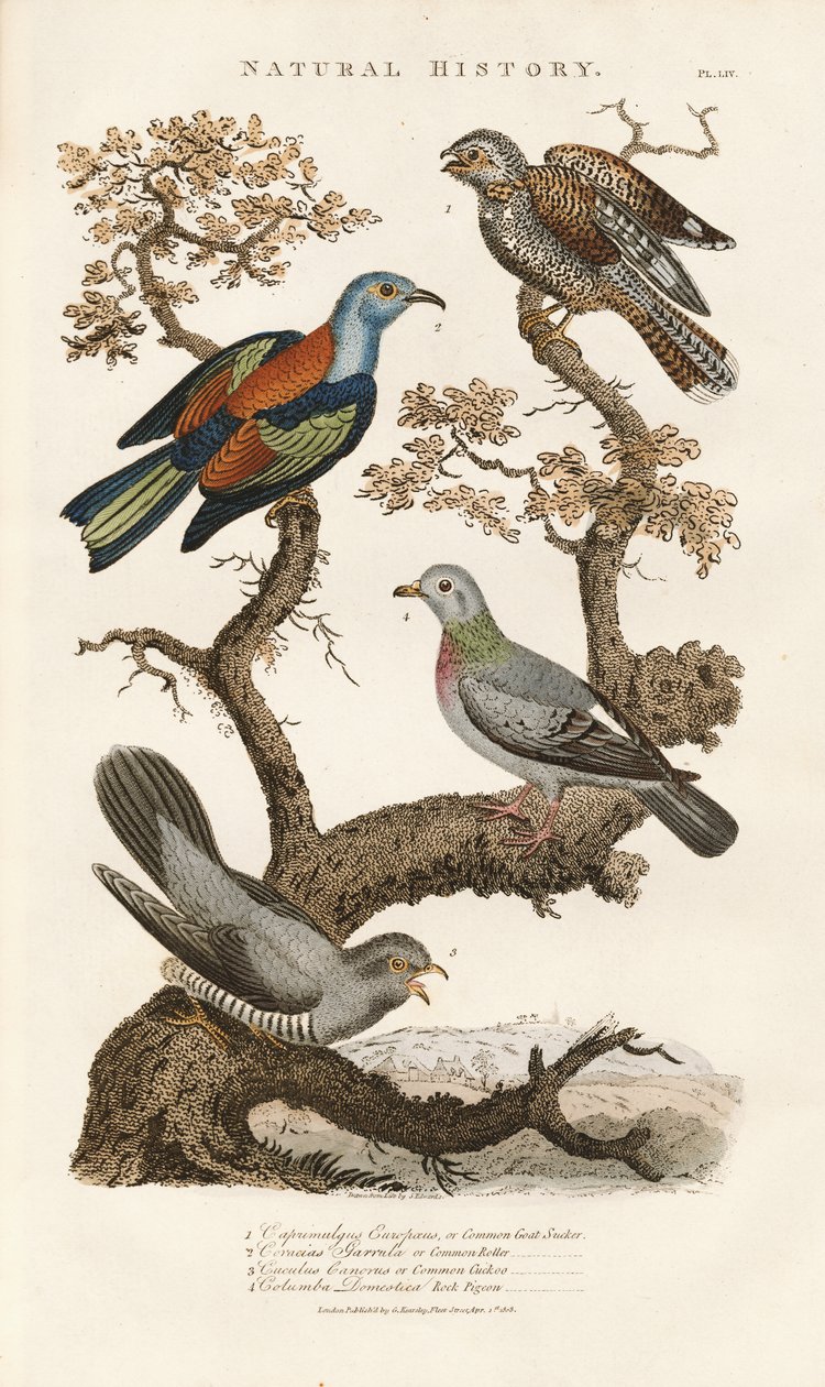 Europäische Vogelarten auf Bäumen von Sydenham Teast Edwards
