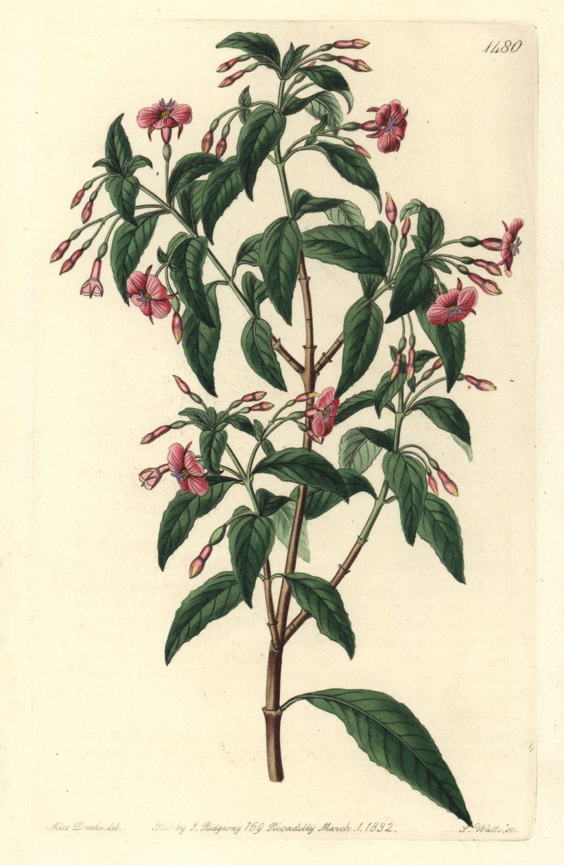 Fuchsienvarietät - Fuchsia bacillaris von Sydenham Teast Edwards