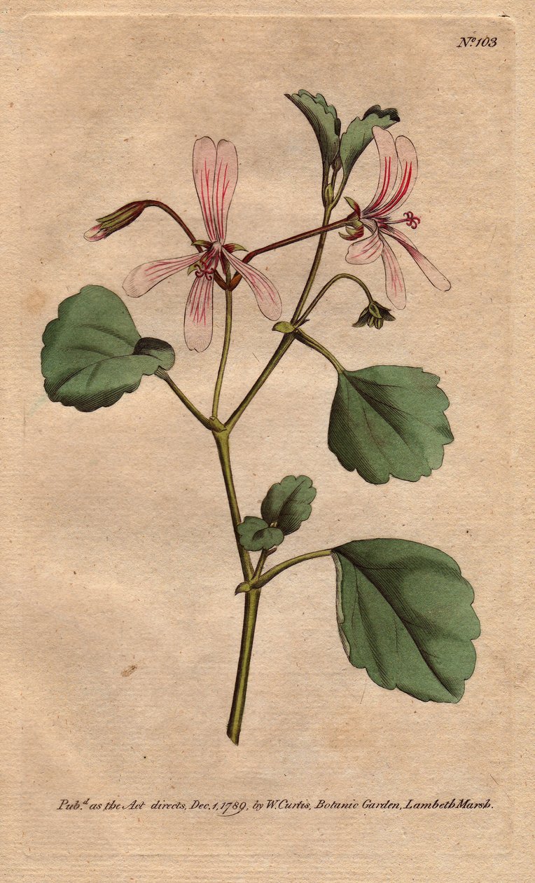 Geranie mit Sauerampferblatt und rosafarben geäderten Blüten, heimisch in Südafrika. Pelargonium acetosum. Handkolorierter Kupferstich nach einer botanischen Illustration von Sydenham Edwards von Sydenham Teast Edwards