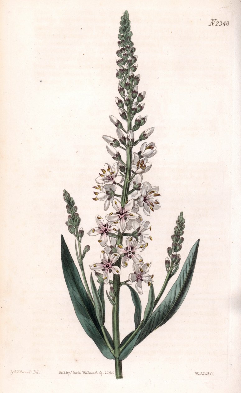 Silber-Felberich von Sydenham Teast Edwards