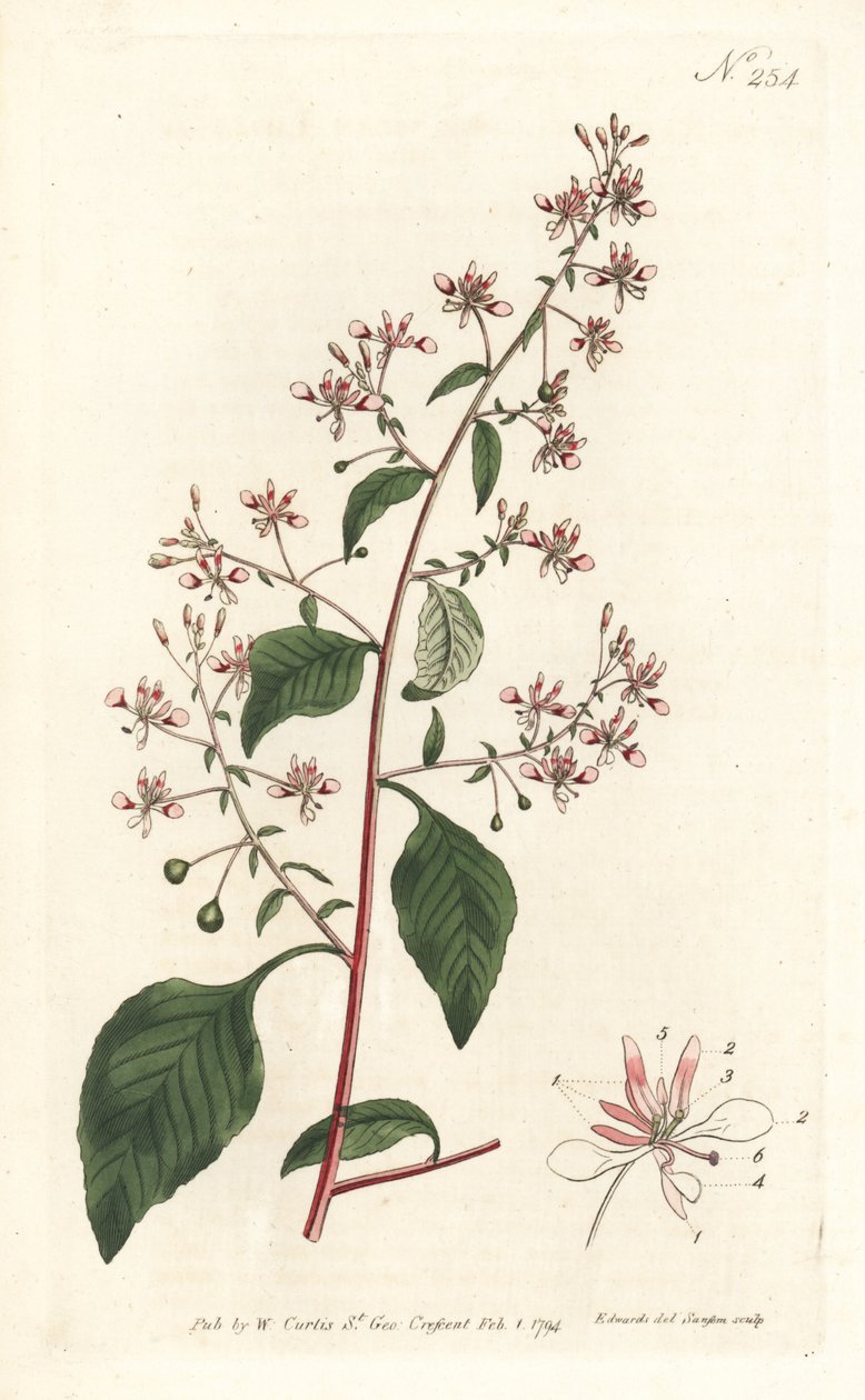 Mückenblume oder Mexikanische Lopezia von Sydenham Teast Edwards