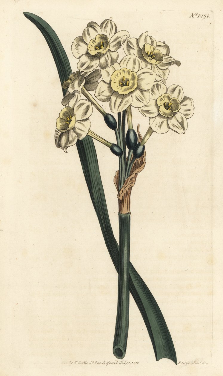 Narzisse ein Strauß - Büschelblütige Narzisse, Narcissus tazetta (Blassbecherige weiße Gartennarzisse; Narcissus orientalis) - Handkolorierte Kupferstichgravur von F. Sansom Jr. nach einer Illustration von Sydenham Edwards aus William Curtis