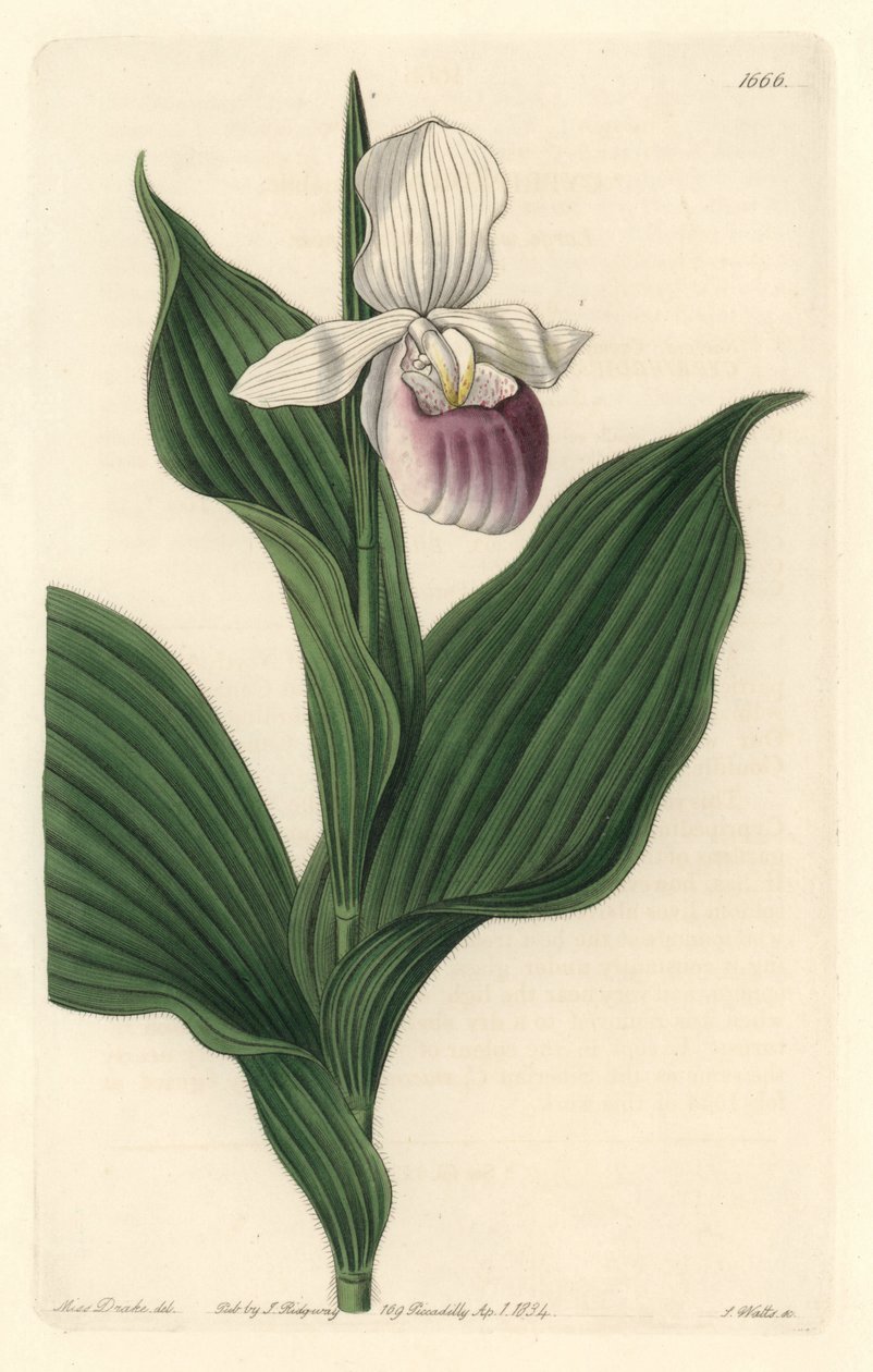 Orchidee, Königlicher Frauenschuh von Sydenham Teast Edwards