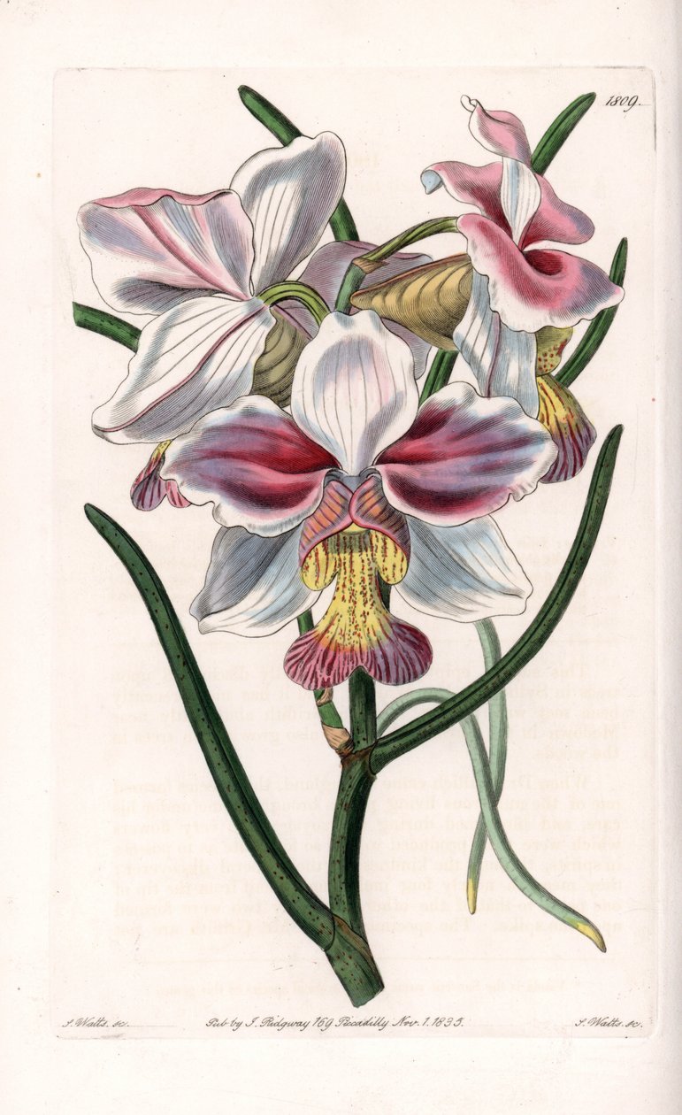 Orchidee: Vanda-Varietät, epiphytische Art aus Asien - Platte graviert von S. Watts, nach einer Illustration von Sarah Anne Drake (1803-1857), aus dem Botanical Register von Sydenham Edwards (1768-1819), England von Sydenham Teast Edwards