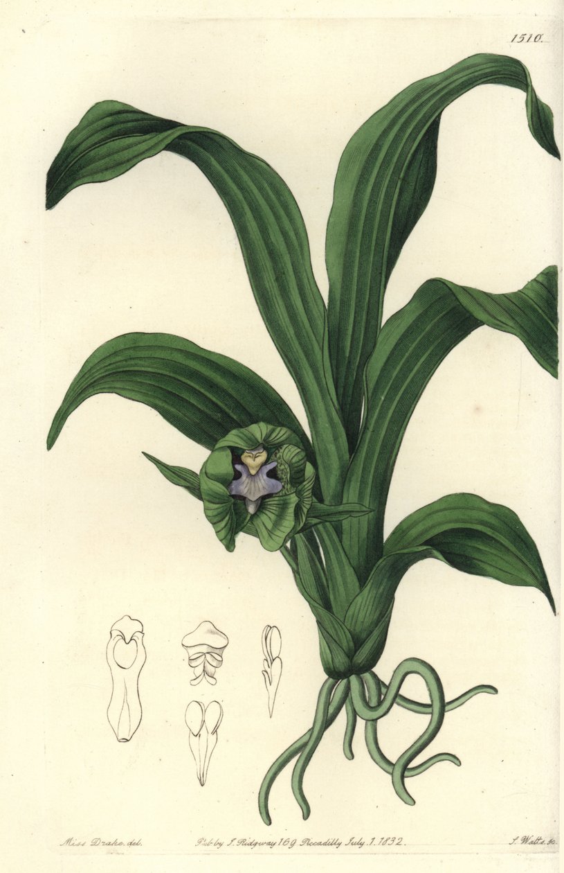 Orchideen-Varietät (Stich von S. Watts, Illustration von Sarah Drake) von Sydenham Teast Edwards