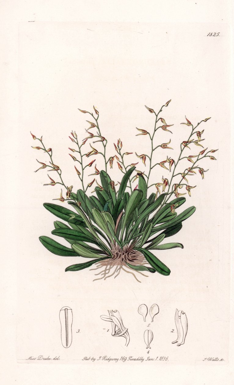 Orchidee: Sorte von Epidendre - Platte graviert von S. Watts, nach einer Illustration von Sarah Anne Drake (1803-1857), aus dem Botanischen Register von Sydenham Edwards (1768-1819), England von Sydenham Teast Edwards