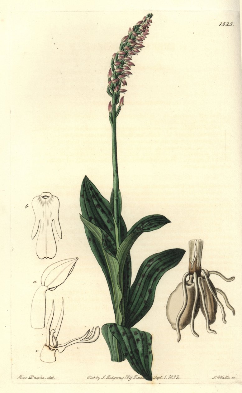 Dichtblütige Orchidee, Neotinea maculata von Sydenham Teast Edwards