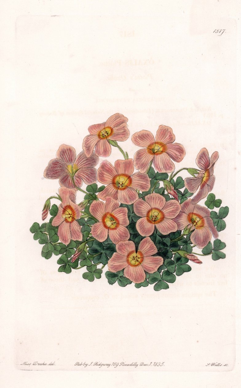 Oxalis Variete - Platte graviert von S. Watts, nach einer Illustration von Sarah Anne Drake (1803-1857), aus dem Botanischen Register von Sydenham Edwards (1768-1819), England von Sydenham Teast Edwards