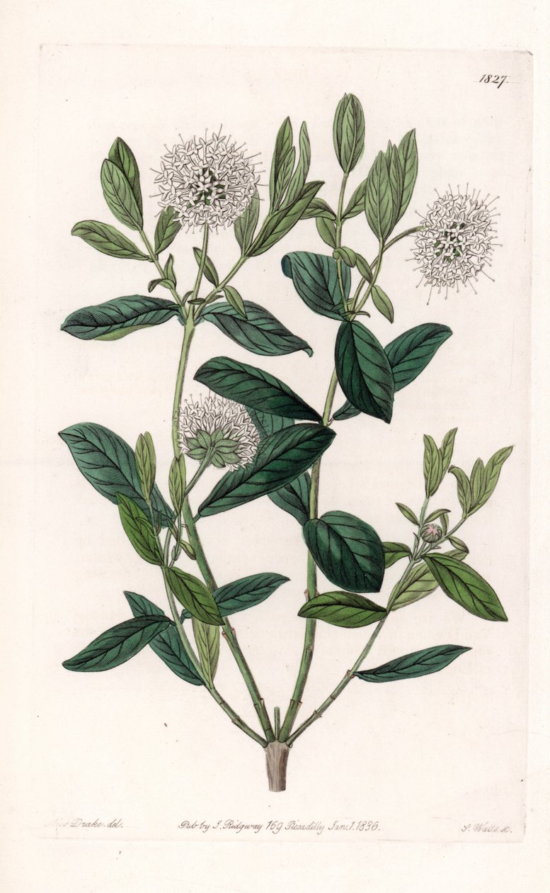 Pimelea Variete - Platte graviert von S. Watts, nach einer Illustration von Sarah Anne Drake (1803-1857), aus dem Botanischen Register von Sydenham Edwards (1768-1819), England von Sydenham Teast Edwards
