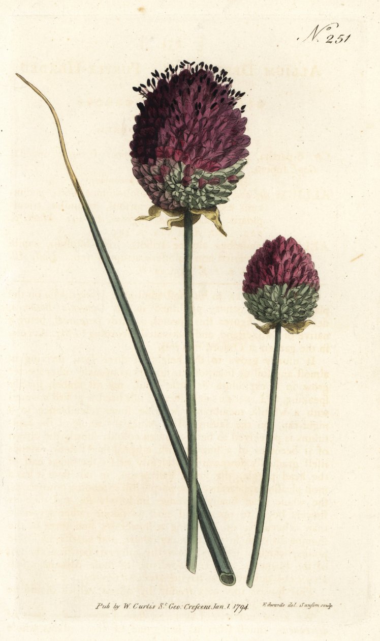 Kugelköpfiger Lauch von Sydenham Teast Edwards