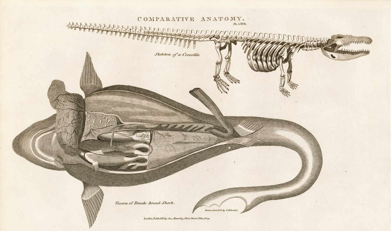 Hai-Anatomie und Krokodilskelett von Sydenham Teast Edwards