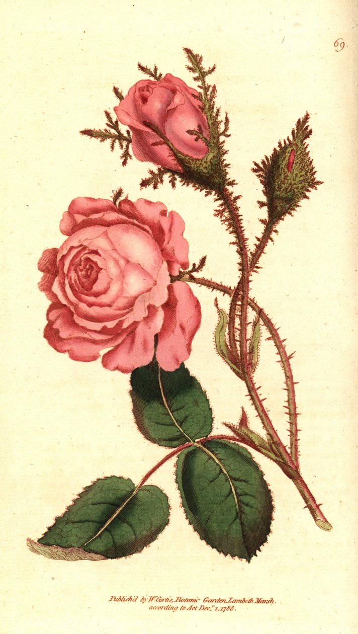 Funkelnde Rose, Rosa centifolia f. muscosa von Sydenham Teast Edwards