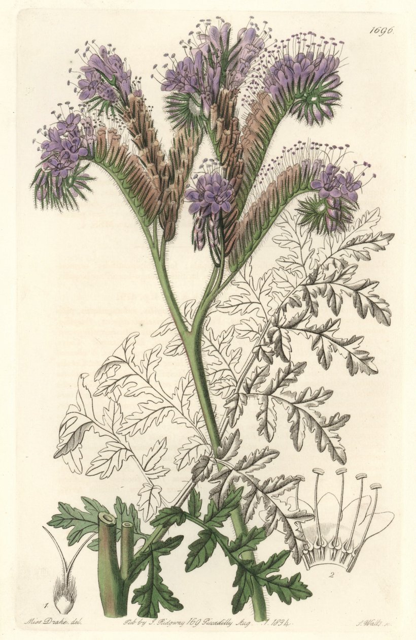 Rainfarnblättrige Phacelia, heimisch in Kalifornien - Wasser forte von S. Watts nach einer Illustration von Sarah Anne Drake (1803-1857), aus dem Botanical Register von Sydenham Teast Edwards