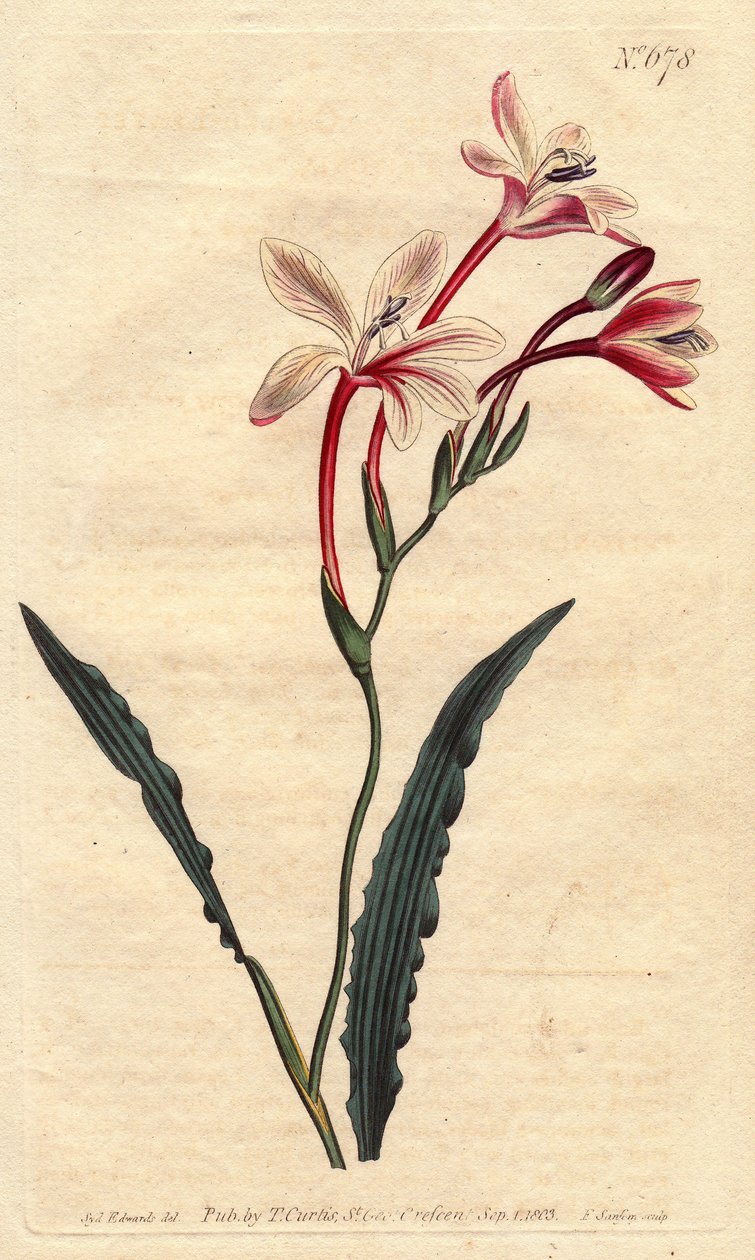 Gekräuseltes Tritonia von Sydenham Teast Edwards