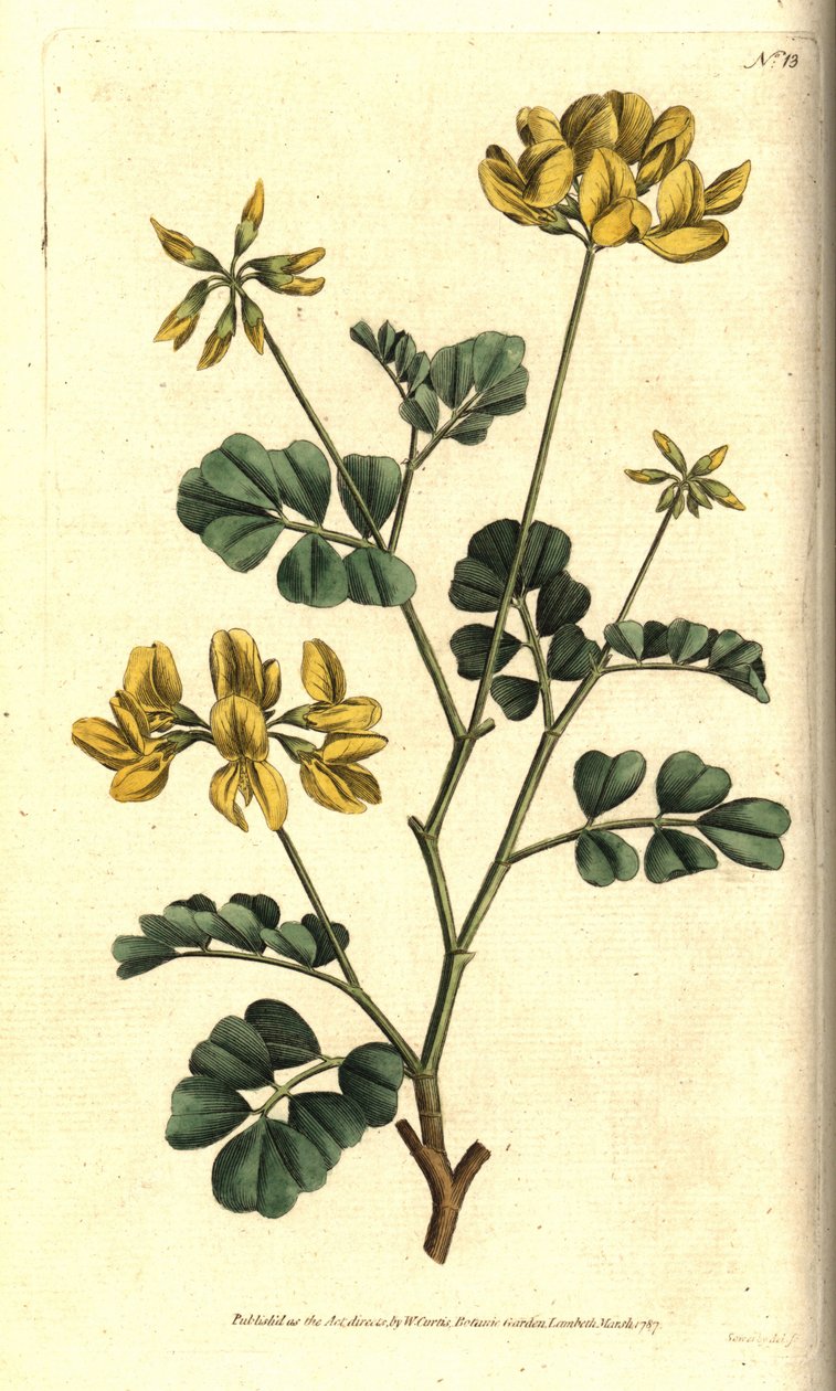 Valencia Coronilla - Skorpion-Vetch, Coronilla valentina subsp. glauca (Seegrüne oder tagsüber duftende Coronilla, Coronilla glauca). Handkolorierte Kupferstichgravur nach einer botanischen Illustration von Sydenham Edwards aus William Curtis
