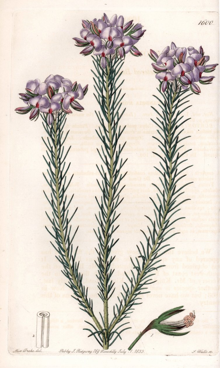 Gompholobium von Sydenham Teast Edwards