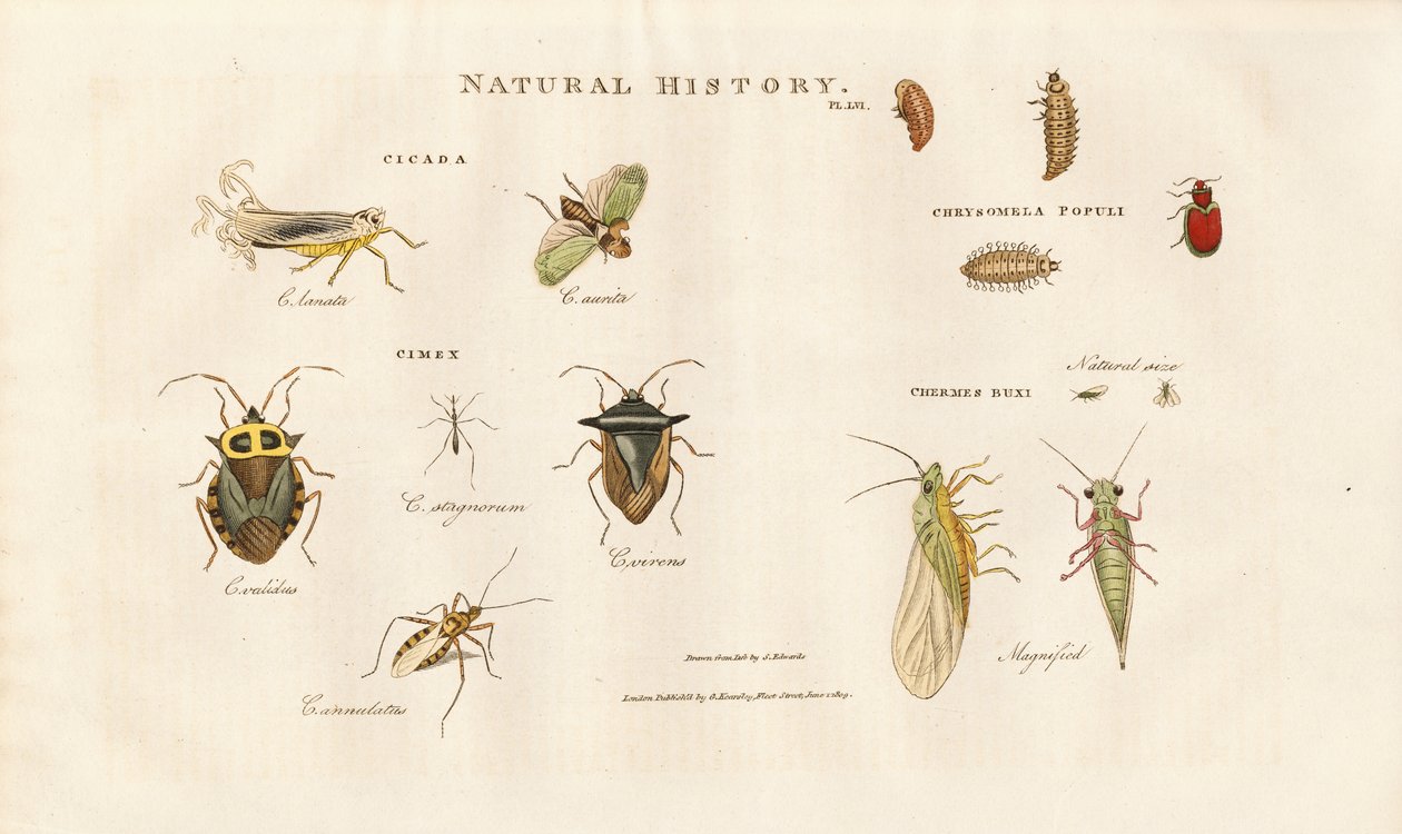 Verschiedene Insektenarten aus den Familien der Zikaden und Wanzen von Sydenham Teast Edwards