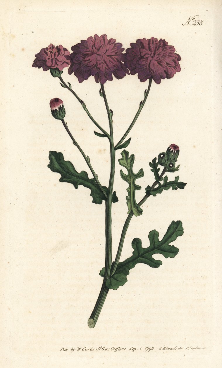 Wilde Cinerarie - Purpurrotes Greiskraut, Senecio elegans. Handkolorierte Kupferstichgravur von Sansom nach einer Illustration von Sydenham Edwards aus William Curtis