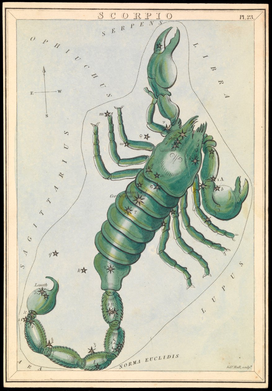 Skorpion, ca. 1825 von Sydney Hall