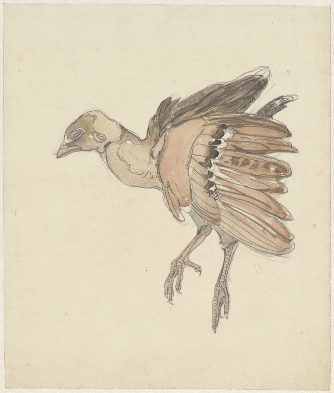 Toter Vogel (Rebhuhn?) von Theo van Hoytema