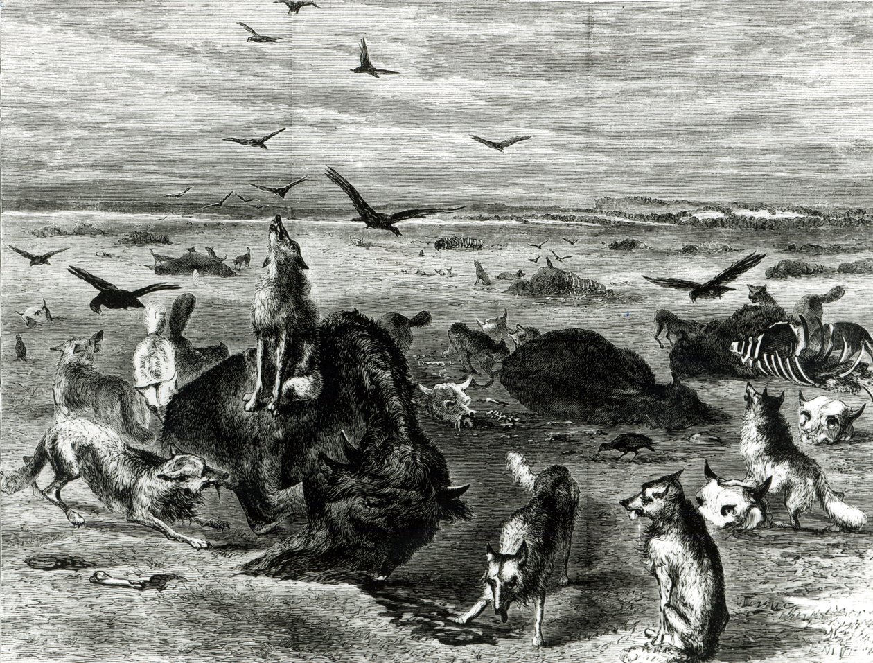 Schlachtung von Büffeln auf den Ebenen, aus Harpers Weekly 1872 von Theodore Russell Davis