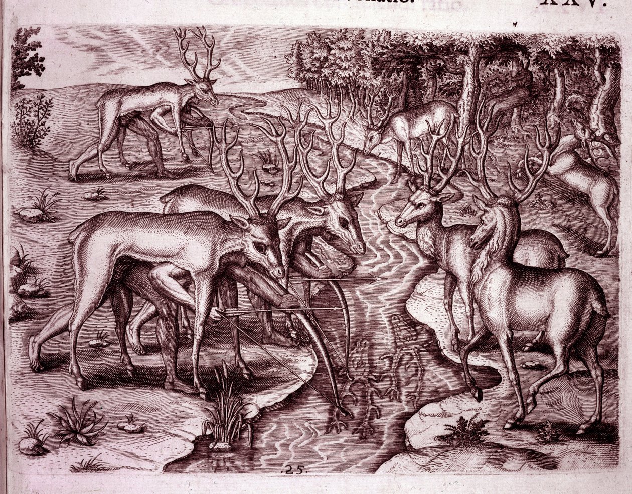 Indianer benutzen Hirschfelle, um andere Hirsche zu jagen (Gravur) von Theodore de Bry