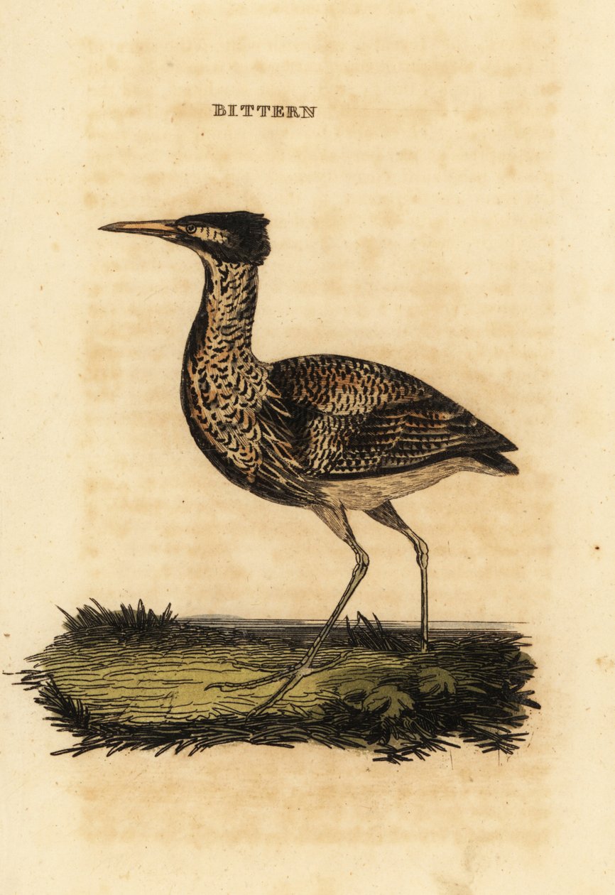 Rohrdommel oder Große Rohrdommel, Botaurus stellaris von Thomas Bewick
