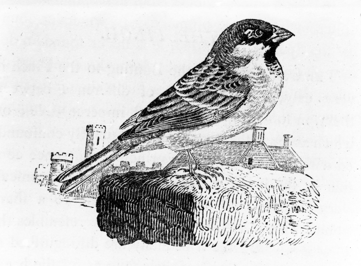 Der Haussperling, Illustration aus 