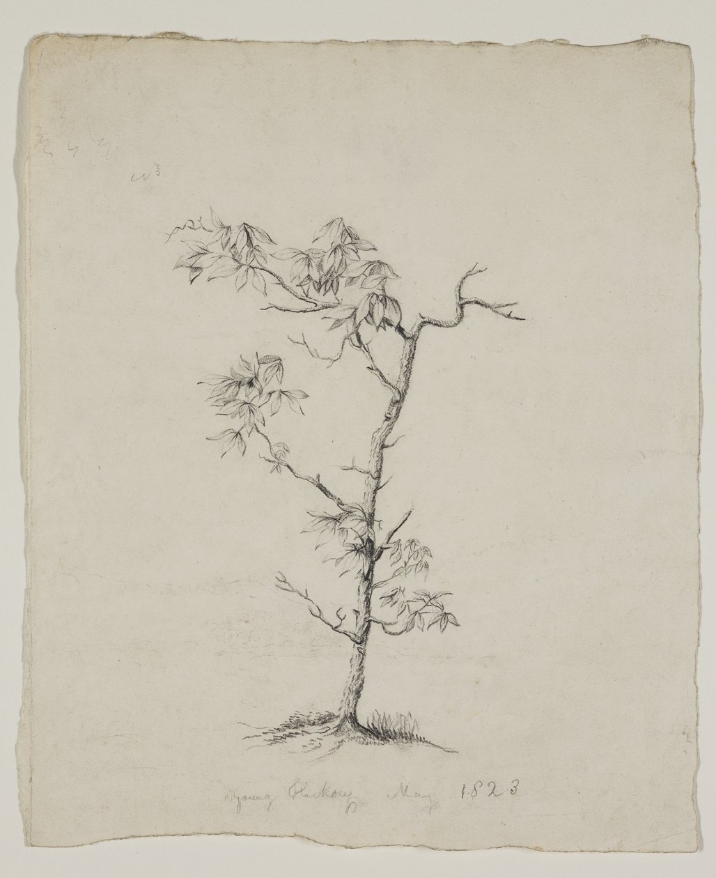 Junger Hickory von Thomas Cole