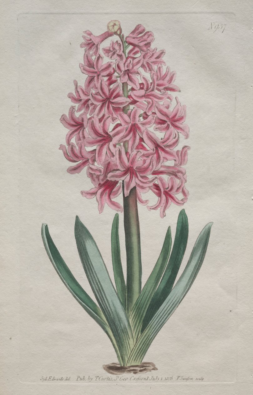 The Botanical Magazine or Flower Garden Displayed: Gartenhyazinthe von Thomas Curtis