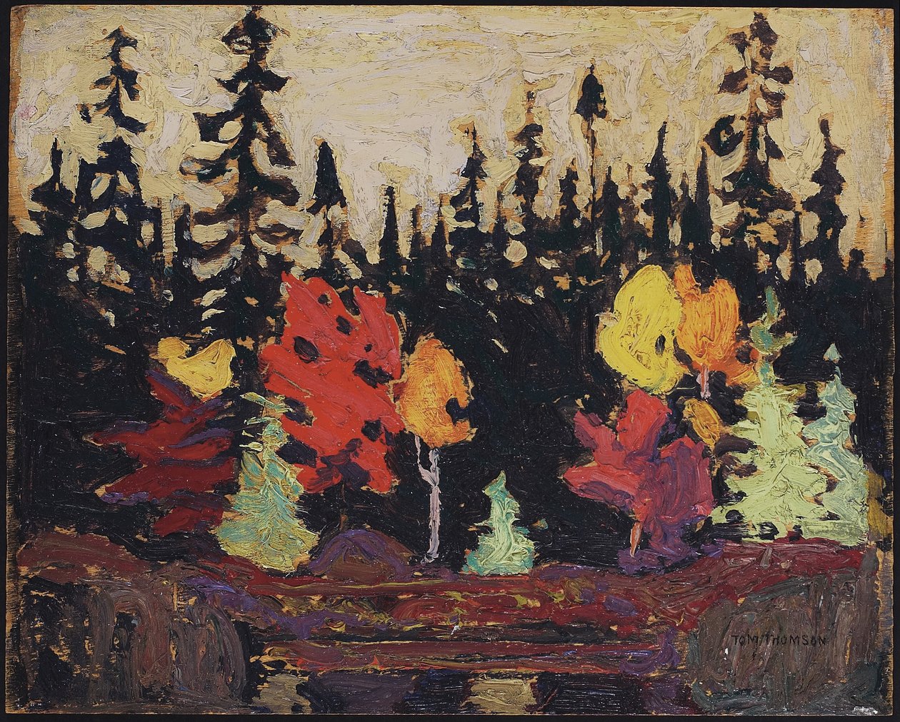 Schwarzfichte und Ahorn von Tom Thomson