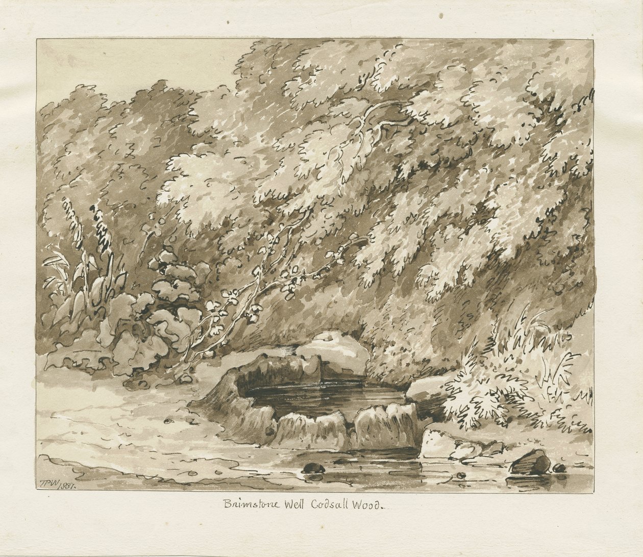Codsall Wood - Brimstone Well: Sepia-Zeichnung von Thomas Peploe Wood