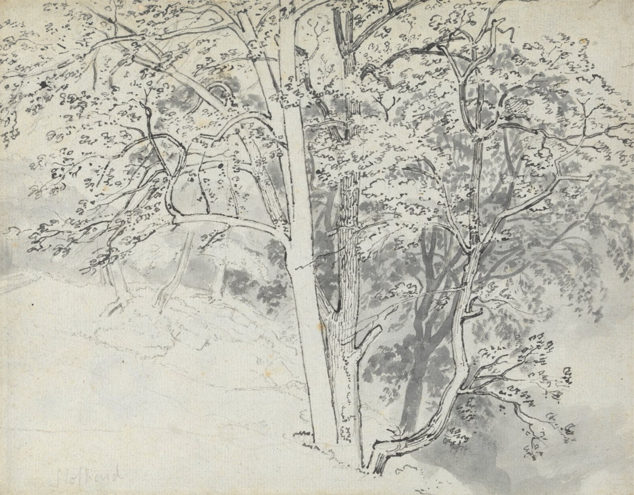 Studie von Bäumen von Thomas Stothard