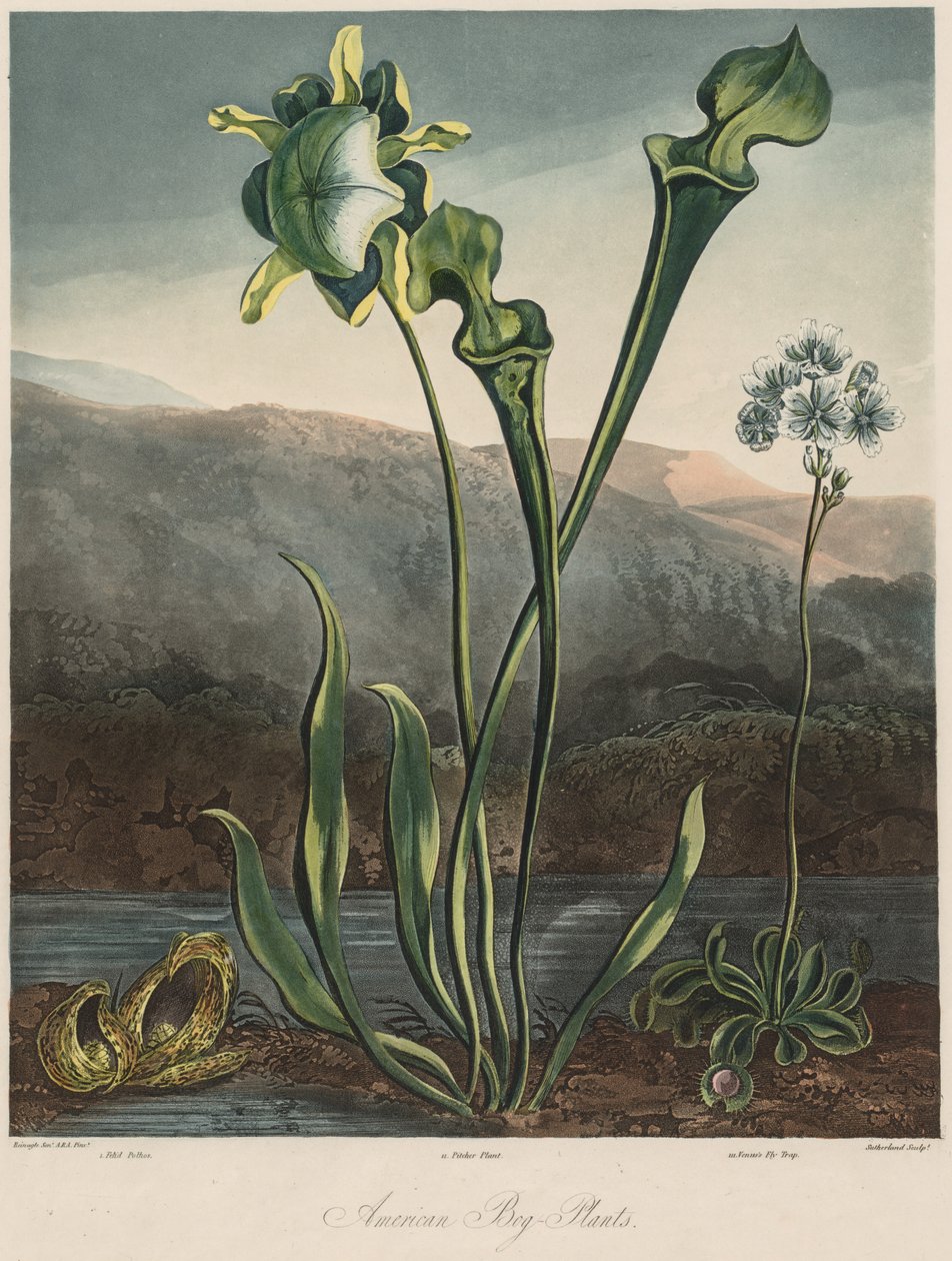 Der Tempel der Flora: Amerikanische Sumpfpflanzen von Thomas Sutherland