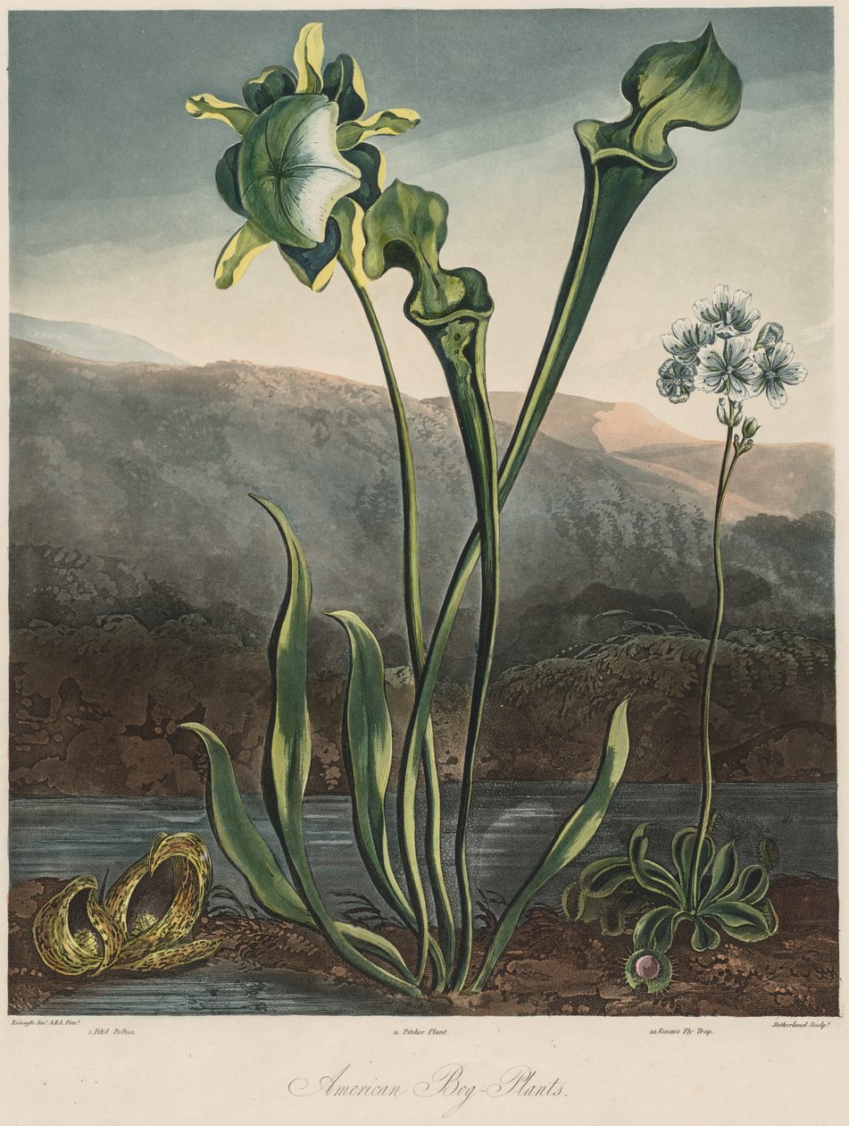 Der Tempel der Flora: Amerikanische Sumpfpflanzen von Thomas Sutherland