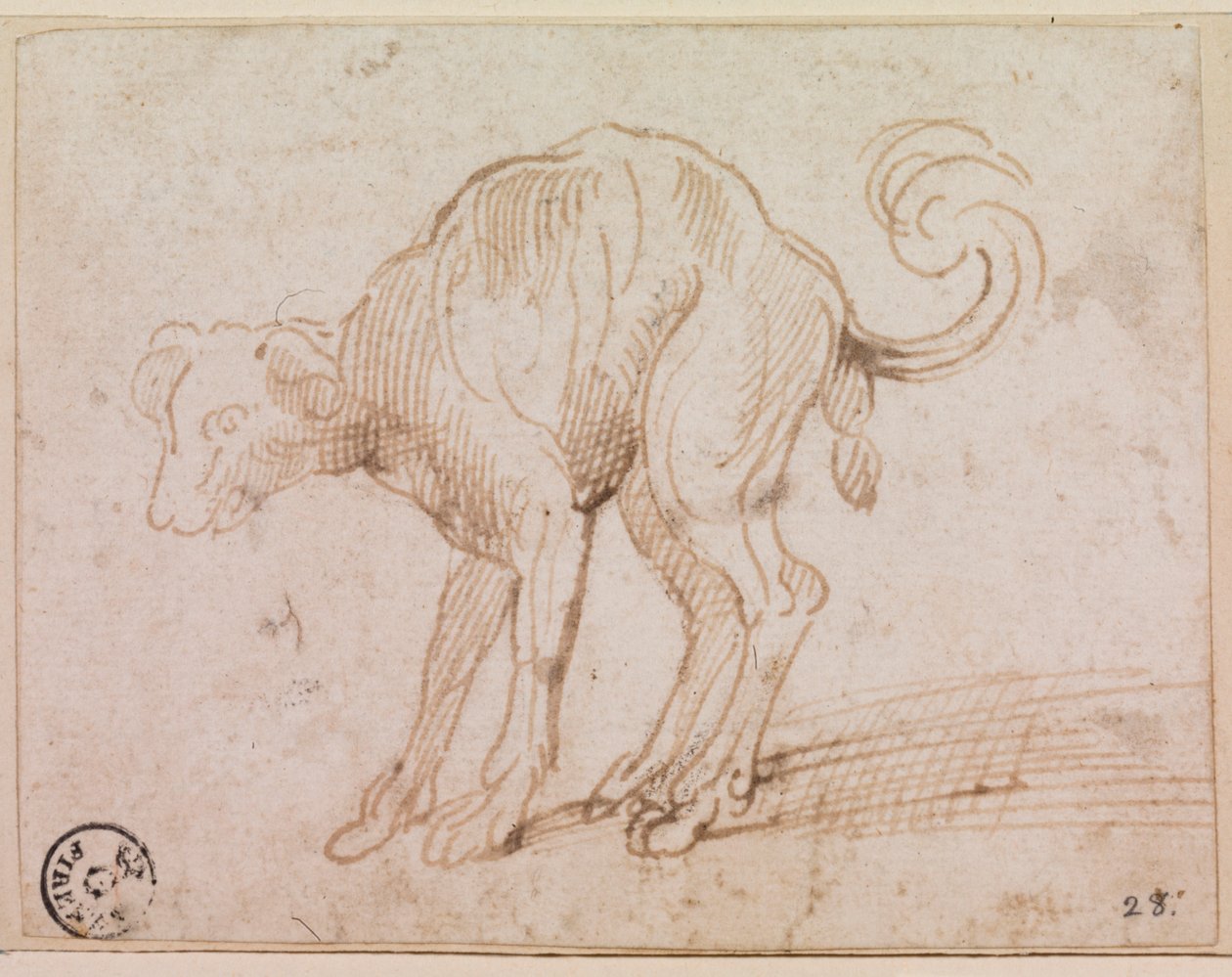 Detail eines Hundes, der das Rote Meer überquert von Titian (c.1488 1576)