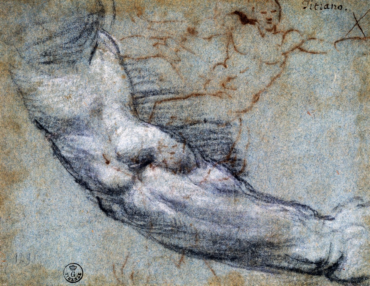 Studie eines Arms, von Tizian (ca. 1488-1576), Zeichnung von Titian (c.1488 1576)