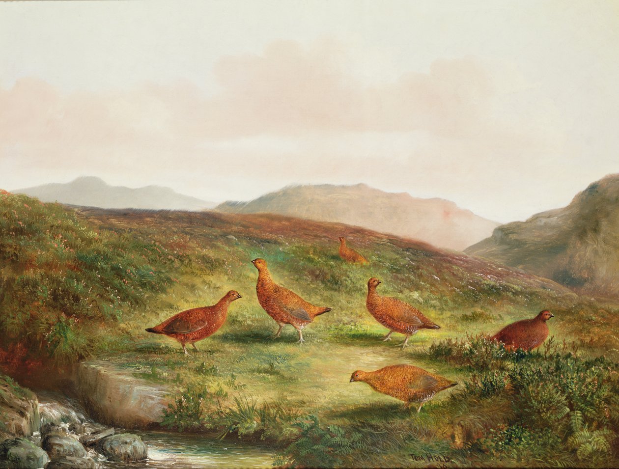 Moorhuhn in einer Moorlandschaft von Tom Hold