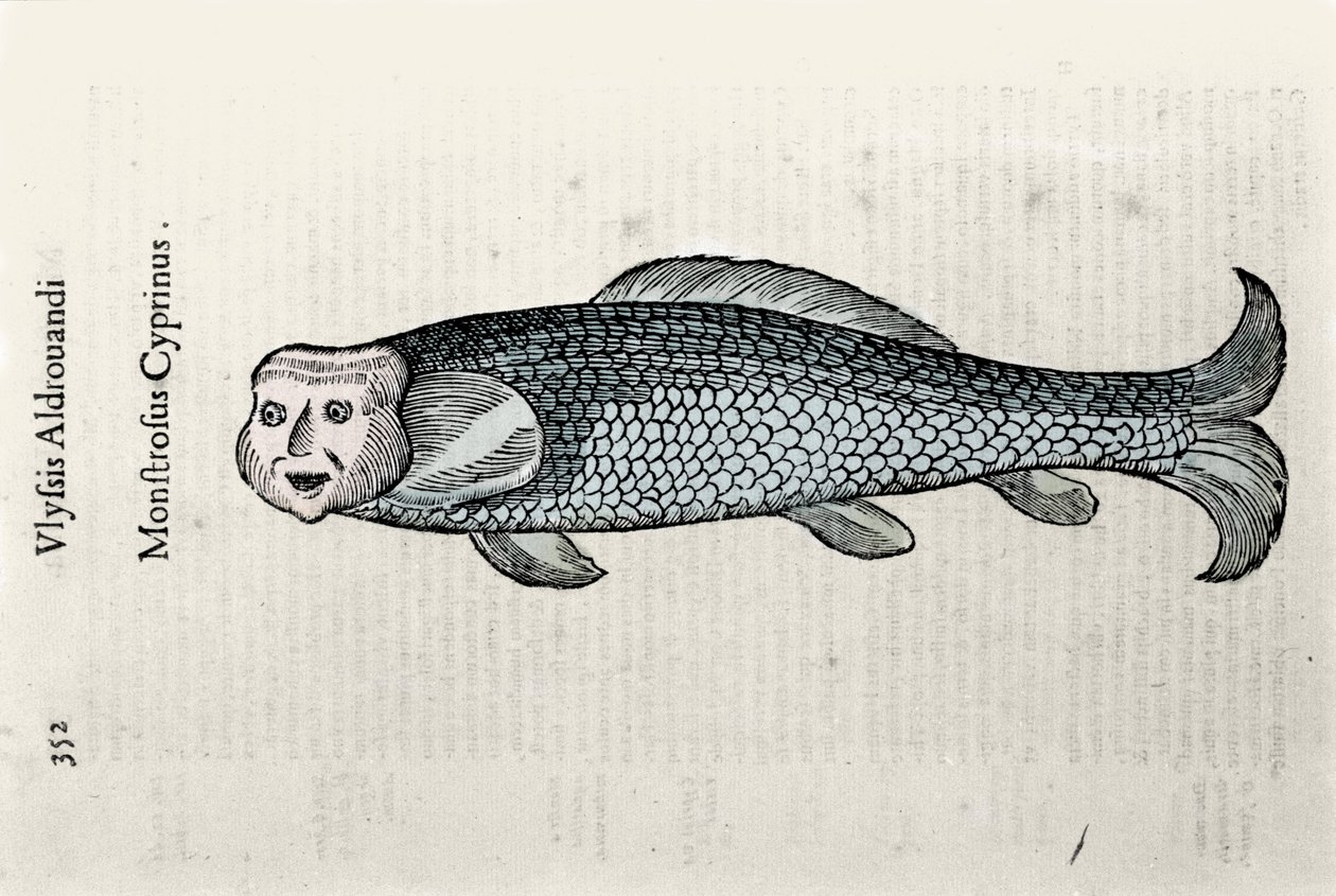 Fischdarstellung von Nicolas Plate, illustriert mit einem Manuskript der Naturgeschichte von Ulisse Aldrovandi (1522-1605), Ulisse Aldrovandi Fonds, Universitätsbibliothek Bologna, ed. 1603 von Ulisse Aldrovandi