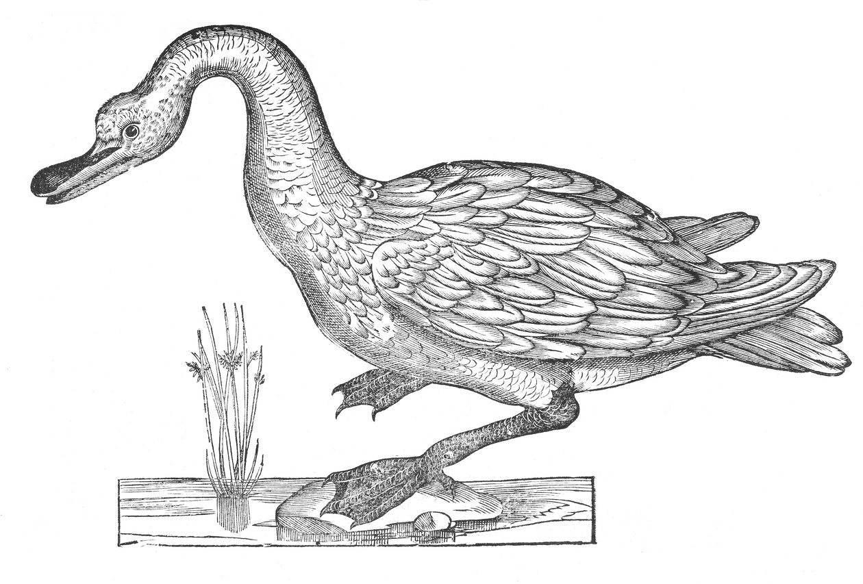 Ornithologiae hoc est de avibus historiae libri XII von Ulisse Aldrovandi