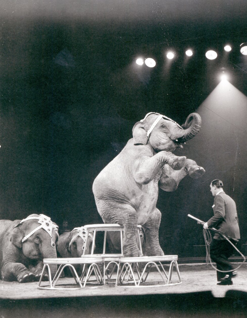 Elefant im Zirkus von Unbekannt Unbekannt
