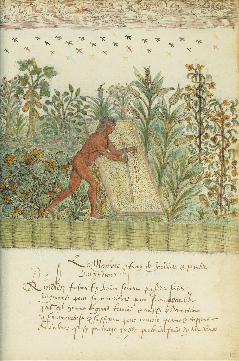 Histoire Naturelle des Indes von Unbekannt Unbekannt